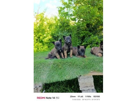 Safkan belçika malinois bebekler
