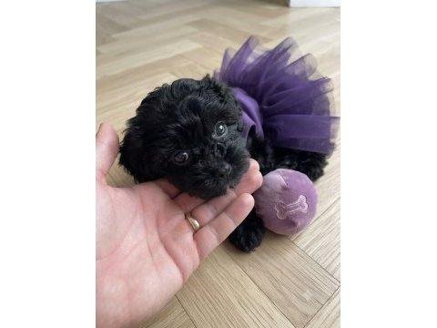 Özel renk black maltipoo kore yavrular