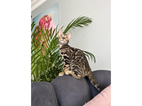 Show class brown bengal yavrular