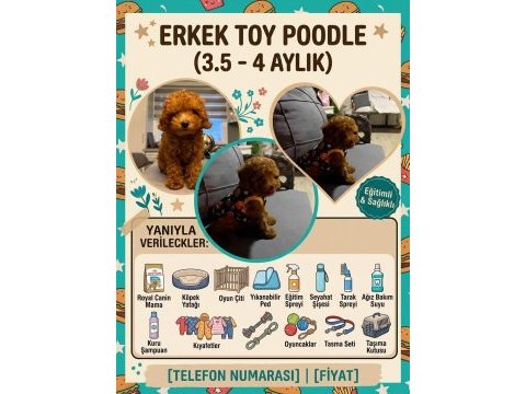 Erkek toy poodle