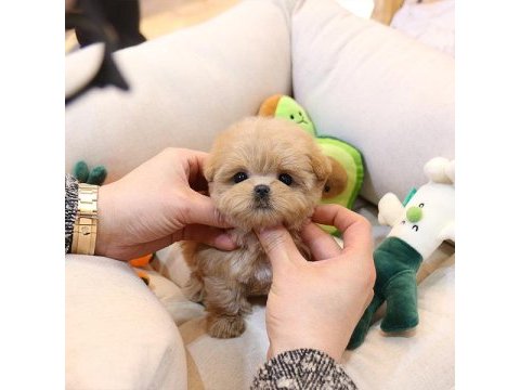 Uygun bütçeli maltipoo yavrularim