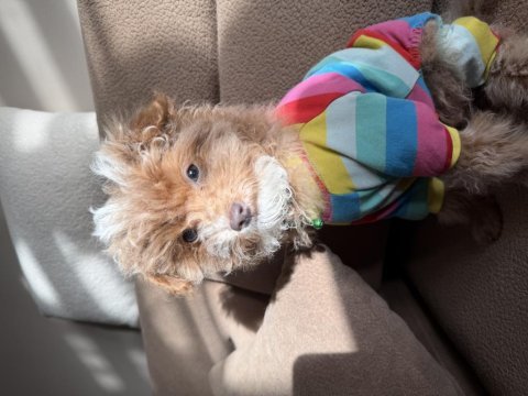 Safkan renkli gözlü güzel yüzlü teacup toy poodle