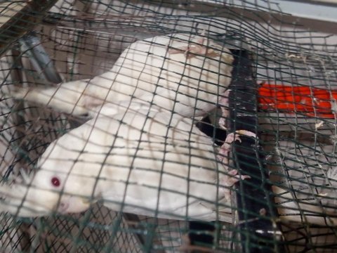 Albino çift uygun fiyat sultan