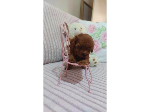 Kore kan red brown poodle minikler