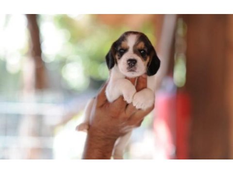Erkek ve dişi elizabeth beagle minnoşlar