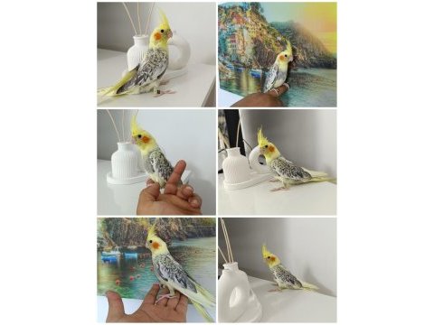 42 günlük ev üretimi ele alışkın
