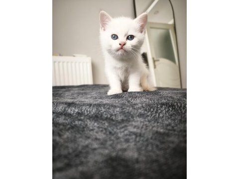 45 günlük eğitimli scottish fold