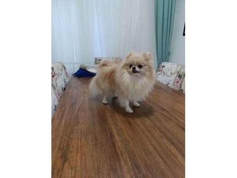 Eşleşme tecrübeli teacup pomeranian boo dişimiz