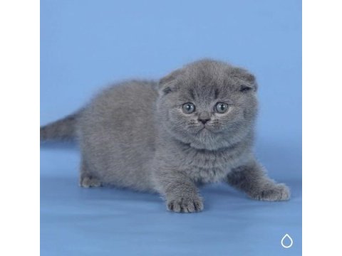 Kulaksız gri scottish fold shorthair