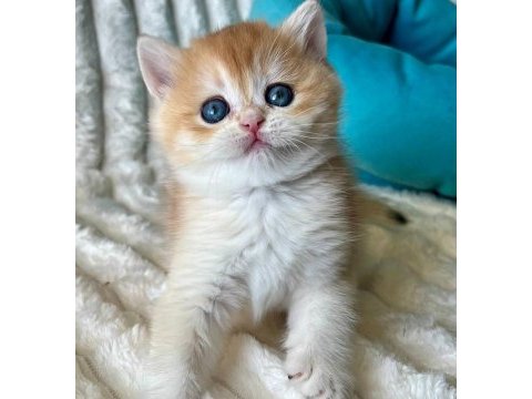 Bebeksi golden british shorthair