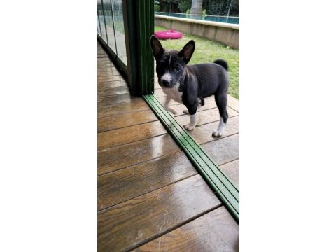Basenji cins yavru köpekler özel ırk türkiyede yoktur