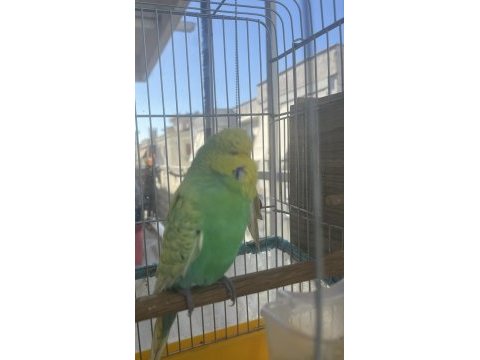 Show erkek muhabbet kuşu