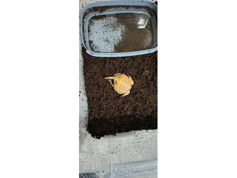 Strawberry pacman frog