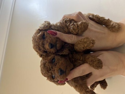 Yeni yıl şekerleri poodle köpekler sizler için hazır
