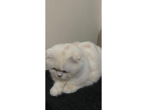 2 yaşında erkek scottish fold