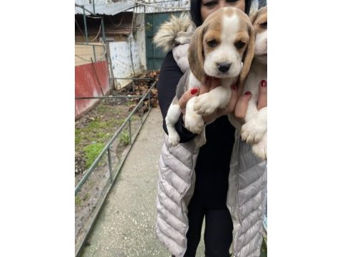 Safkan elizabet beagle yavrularım