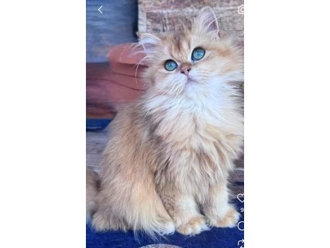 Safkan dişi british longhair kediler sahiplendirilecektir