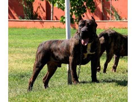 Presa canario a kalite köpekler