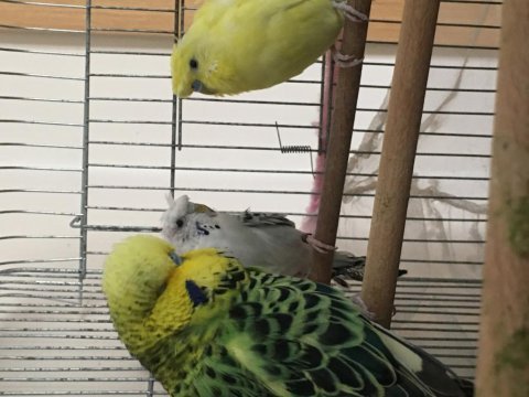 Sağlık sorunlarından dolayı acil muhabbet kuşu