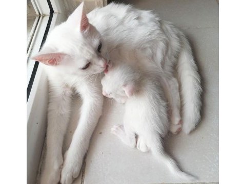 Onunla beraber büyüyeceğiniz minnak bir van kedisi