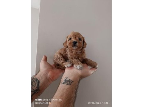 Maltipoo yavru