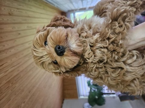 A kalite f2 maltipoo erkek yavrular