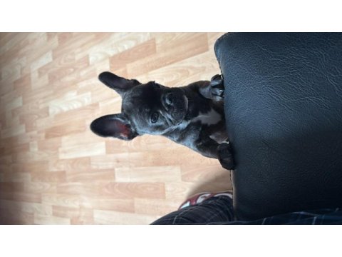 3 aylık yavru french bulldog