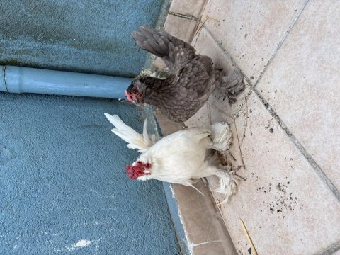 Orjinal 1+1 gül ibik 5 parmak 0 boy ispençler