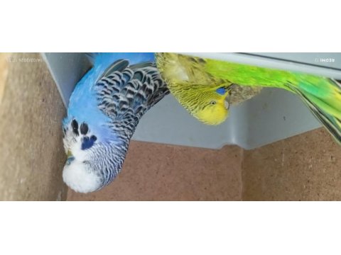 Show jumbo muhabbet kuşu vasıflı