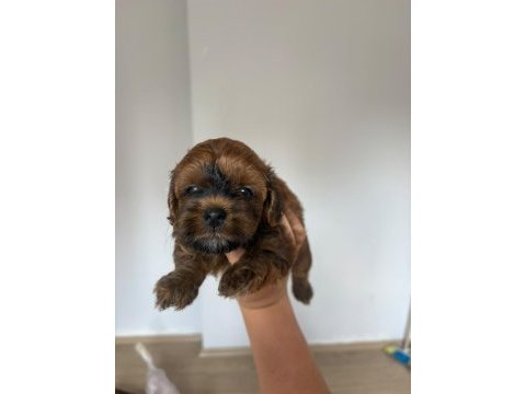 Maltipoo yavruları