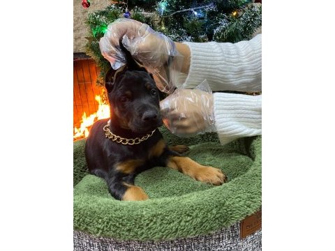 Orijinal king doberman yavruları