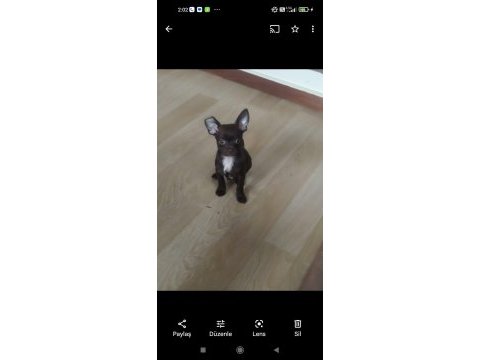 4 aylık erkek chihuahua