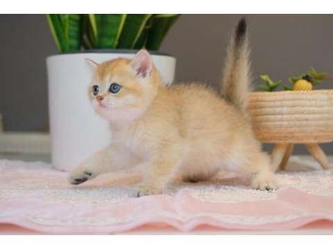 Top kafa british shorthair black golden ny11