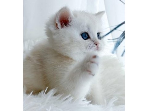 Kar tanesi silver british shorthair