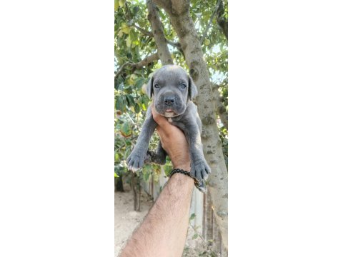 Asalet ve güç bir arada blue cane corso yavruları