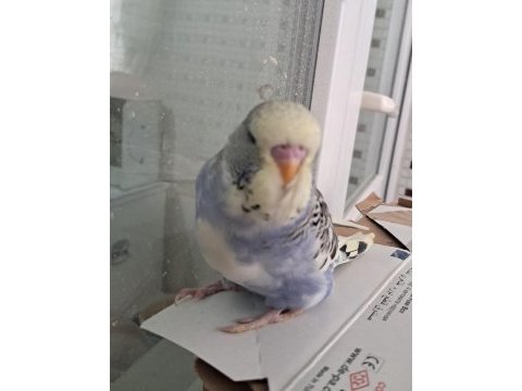 Renk güzeli parçalı bebek muhabbet kuşu
