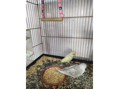 Jumbo muhabbet ve yerli muhabbet kuşlarım varıdır