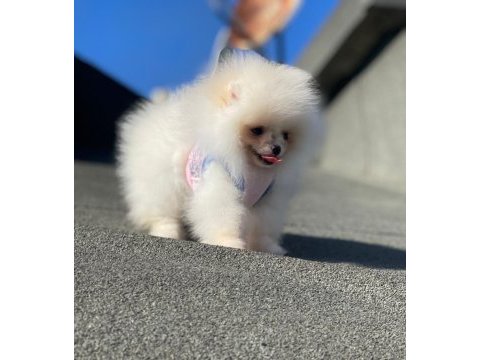 Show kalite ayı surat pomeranian boo yavrular