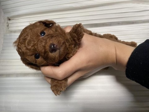 Orjinal toy poodle yavrularım