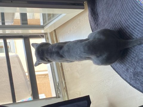 Arif yuva arıyor british shorthair