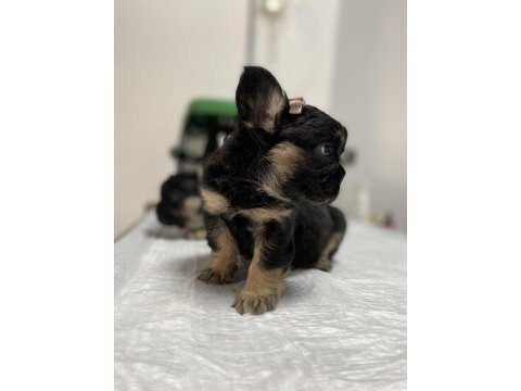 Egzotik üst düzey full fluffy dişi fransız bulldog