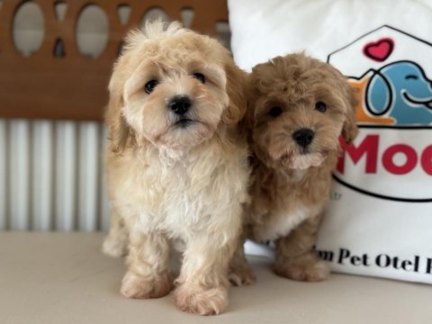 En güzel mini boy maltipoo lar ziyarete açık