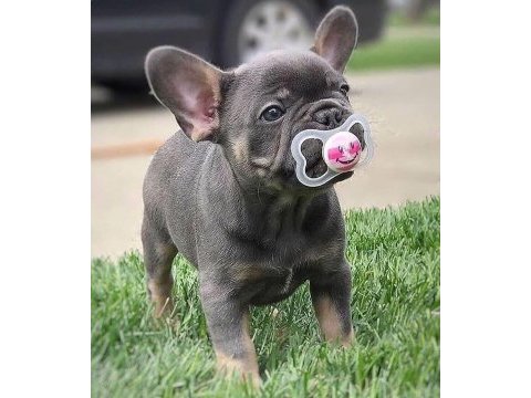 5 haftalık safkan french bulldog bebekler