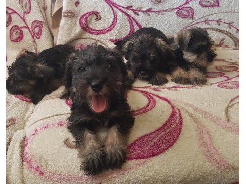 Minyatür schnauzer secereli