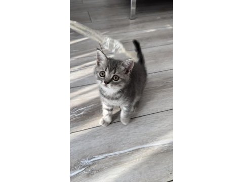 Yavru dişi british shorthair