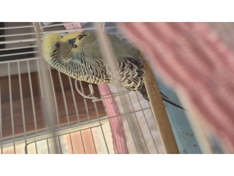Show jumbo erkek muhabbet kuşu