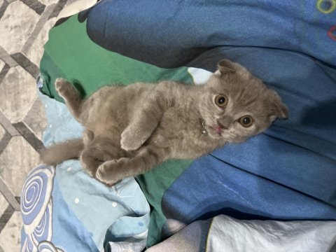 Scottish fold kedisi