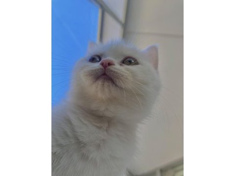 Kendini sevdiren bir bebek kedimiz eşyaları ile verilecek