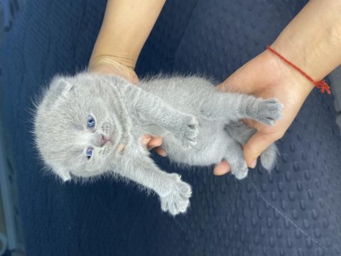 Mini minicik kulaklar kocaman sevgiler scottish fold yavru