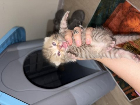 Tabby ve british shorthair yavrular